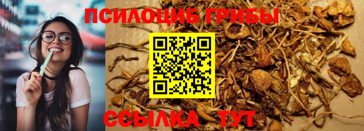 Архангельск  закладка  Вход с VPN  Псилоцибиновые грибы Cubensis 